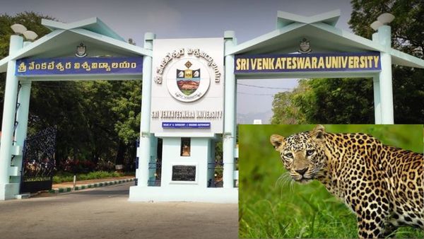 ఎస్వీ యూనివర్సిటీలో చిరుత కలకలం.. టెన్షన్‌లో స్టూడెంట్స్ !!