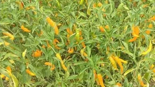 ఆ పంటతో డబుల్ ఆదాయం.. రికార్డ్ ధరతో సంతోషంలో రైతులు!