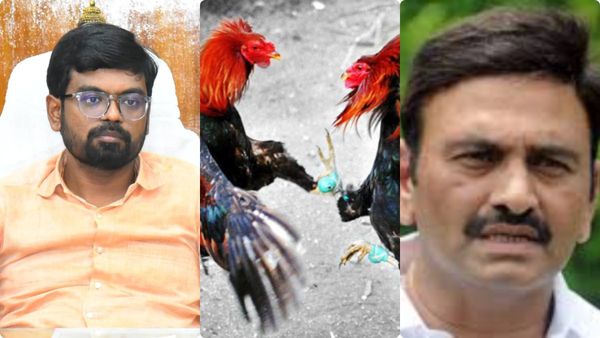 కోడిపందాలపై కృష్ణా కలెక్టర్ కీలక ఆదేశాలు..! రఘురామ ప్రకటన వేళ..!