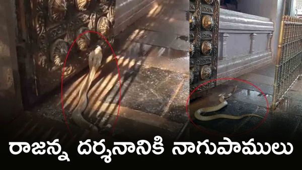 వేములవాడ రాజన్న ఆలయంలో బుసకొడుతున్న నాగు పాములు