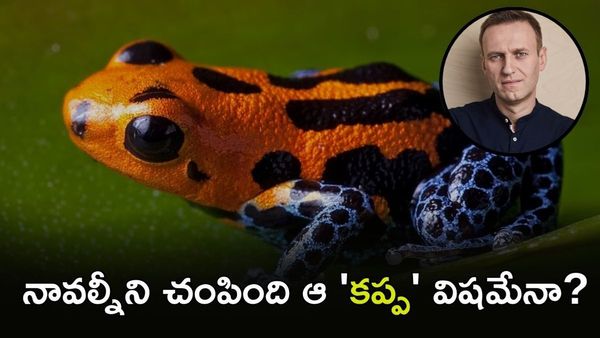 కప్ప విషంతో ప్రతిపక్ష నాయకుడ్ని చంపేశారు! Alexei Navalny ఎవరు?
