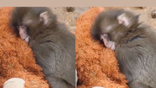 హృదయాలను పిండేసిన కోతిపిల్ల ఎమోషనల్ స్టోరీ.. వీడియో చూస్తే మీరే అంటారు