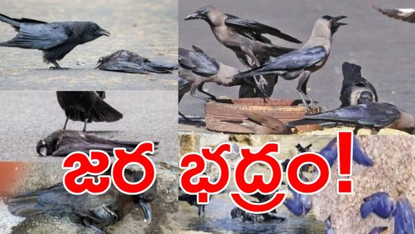 బర్డ్ ఫ్లూ కలకలం.. వేల సంఖ్యలో కాకులు మృతి: ప్రభుత్వం హైఅలర్ట్!
