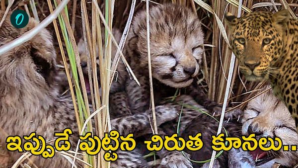 కునో అడవిలో మరో 'ఐదు' చిరుత కూనలు.. 'ఆశా'కు మళ్లీ కాన్పు!