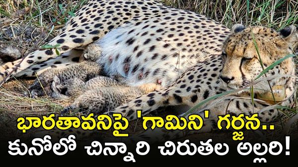 Cheetah: ఏడు దశాబ్దాల తర్వాత అద్భుతం, కునోలో మరో చిరుత ప్రసవం