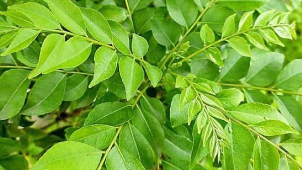 ఖాళీ కడుపుతో కరివేపాకు పొడి + తేనె కలిపి తీసుకుంటే చాలు.. !!