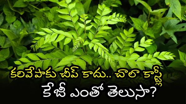 కొండెక్కి కూర్చొన్న కరివేపాకు. Curry Leaves కేజీ ఎంతంటే..!