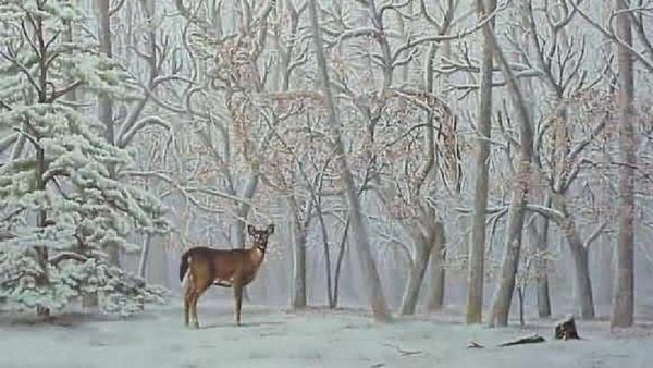 ఈ ఫోటోలో ఒక్క జింకను మాత్రమే చూశారా.. ఇంకెన్ని ఉన్నాయో కనిపెట్టగలరా ??