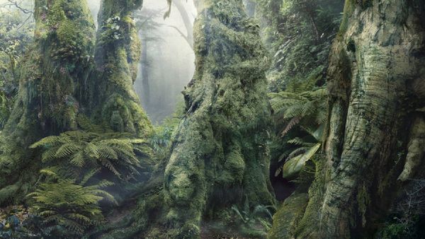 ఈ ఫోటోలో చెట్లతో పాటు ఇంకెన్ని జంతువులు కనిపిస్తున్నాయో చెప్పగలరా ??