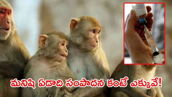 వామ్మో.. కోతి ధర ఇన్ని లక్షలా? ఆకాశాన్నంటుతున్న డిమాండ్.. కారణం ఇదే!