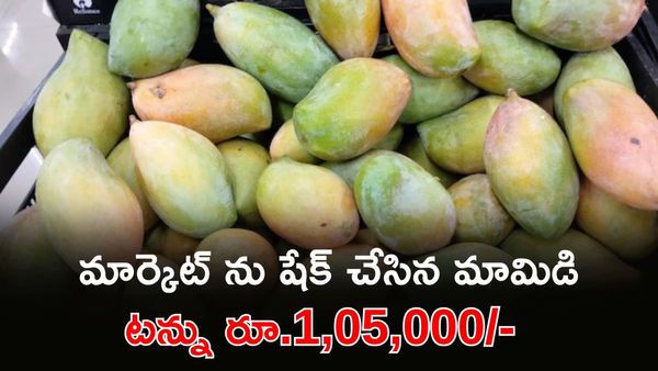 Mango Rates: రైతులకు పండగే ఇంక.. తోతాపురి మామిడికి మార్కెట్‌లో రికార్డ్ రేట్లు!