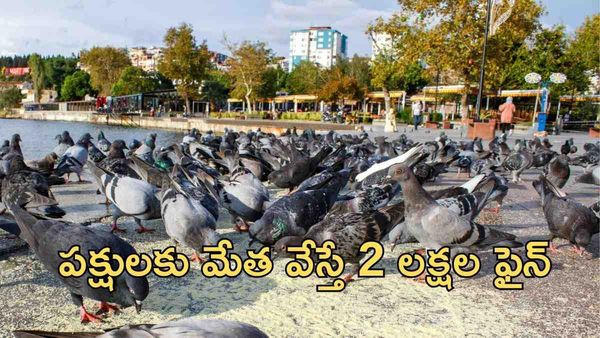 పక్షులకు మేత వేస్తే 2 లక్షల ఫైన్.. ఎక్కడో తెలుసా..?