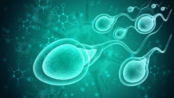 ప్రెగ్నెన్సీ ప్లాన్ చేసే వారికి ఇదే బెస్ట్ టైమ్! స్పెర్మ్ క్వాలిటీ సూపర్