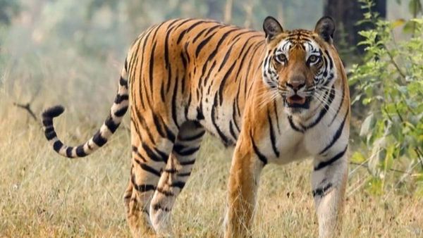 బాబోయ్ పులి.. ఆ జిల్లాలో పశువులు బలి.. థర్మల్ డ్రోన్లతో అన్వేషణ!