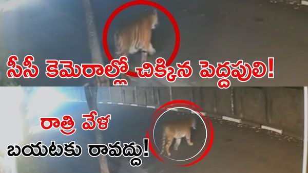 Tiger: వామ్మో పెద్దపులి ఎలా వచ్చిందో చూడండి. బయటకు రాకండి