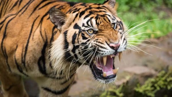 పులి సంచారం.. ఆ మండలాల ప్రజలకు అలెర్ట్!