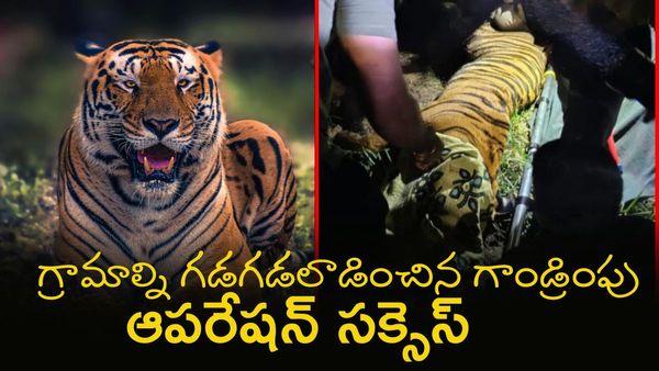 Tiger Video: మహారాష్ట్ర నుంచి ఏపీ వరకు పులి ప్రయాణం, తెలంగాణలో టెన్షన్