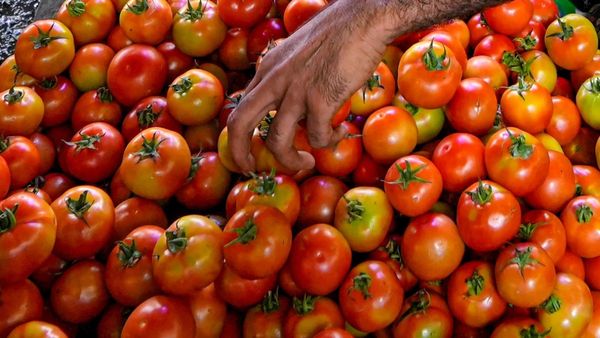 టమాటా రైతుల గుండె మంటకు ఈ ఘటన నిదర్శనం!