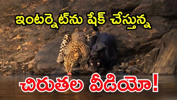 Viral Video: అడవిలో అరుదైన చిరుతల సందడి!