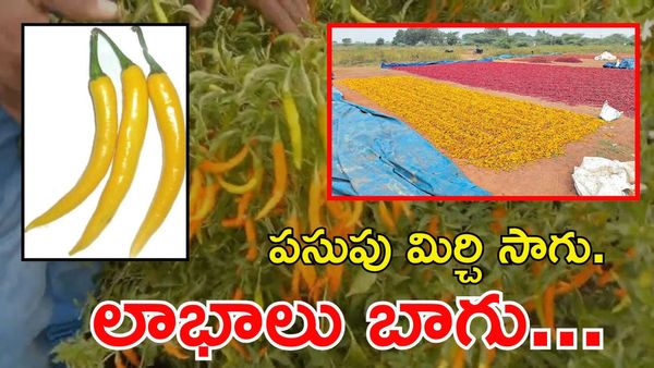 Yellow Chilli: గ్లోబల్ డిమాండ్. సాగు సలహాలు, దిగుబడి రహస్యాలు
