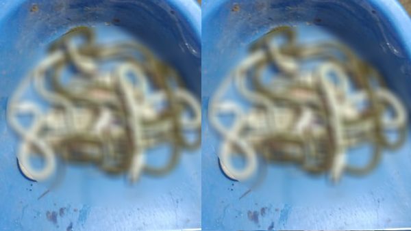 నిర్మల్ జిల్లాలో పాము పిల్లల కలకలం..