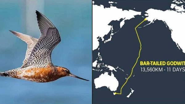 11 రోజుల్లో 13,560 కి.మీ నాన్ స్టాప్ జర్నీ: చిరు ప్రాణి రెక్కల ముందు సప్త మహా సముద్రాలు చిన్నబోయాయ్