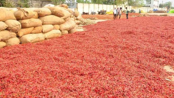 ఐదేళ్ల తర్వాత అదరహో.. లాభాల బాటలో మిరప రైతులు!