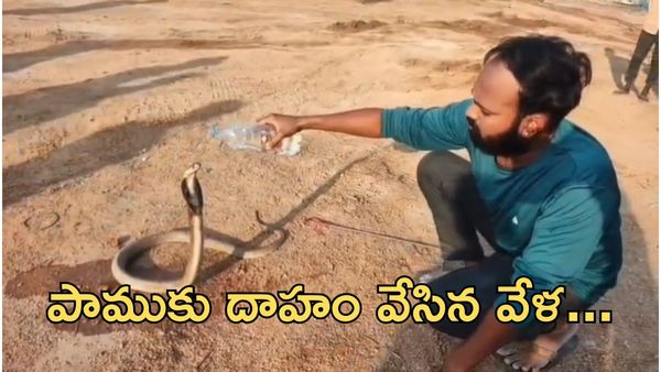 Cobra :సర్పదాహం తీర్చిన వైనం - ఆలయంలో అద్భుతం..!! (వీడియో)