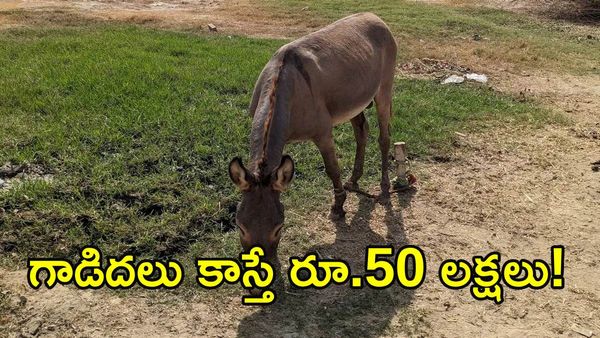 డిగ్రీలెందుకు దండగ.. గాడిదలు ఉంటే పండగ!