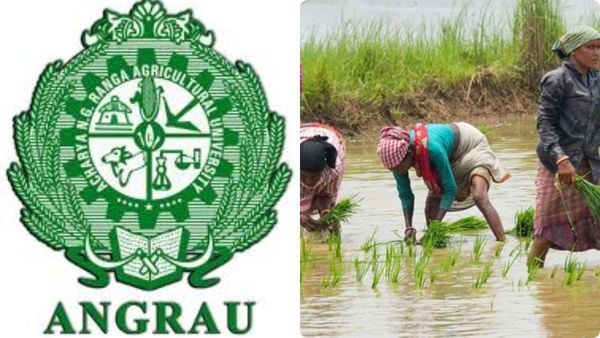 ఏపీలో రైతులకు అలర్ట్-ఎన్టీరంగా వ్యవసాయ యూనివర్శిటీ కీలక సూచనలు..!