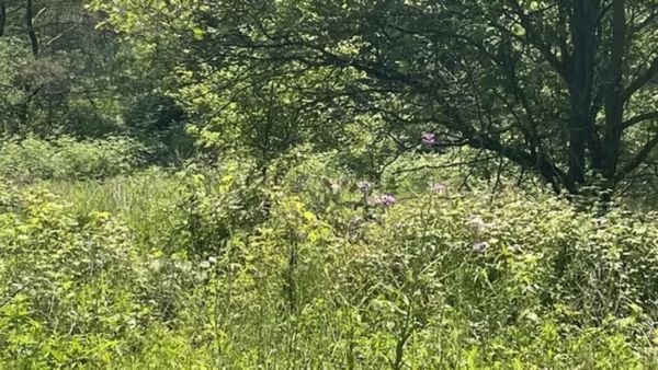 ఈ పొదల మాటున దాగి ఉన్న జంతువును కనిపెట్టగలరా..?