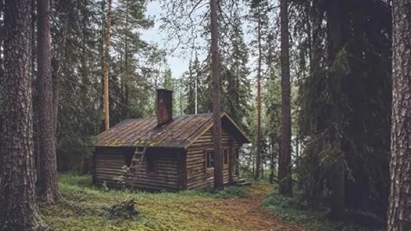 ఈ అడవిలో దాగి ఉన్న చిన్న ఎలుగుబంటి ఎక్కడుందో కనిపెట్టగలరా..?