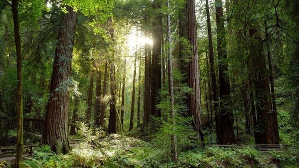 ఈ అడవిలోని చెట్ల మధ్య దాగి ఉన్న జంతువును కనిపెట్టగలరా..?