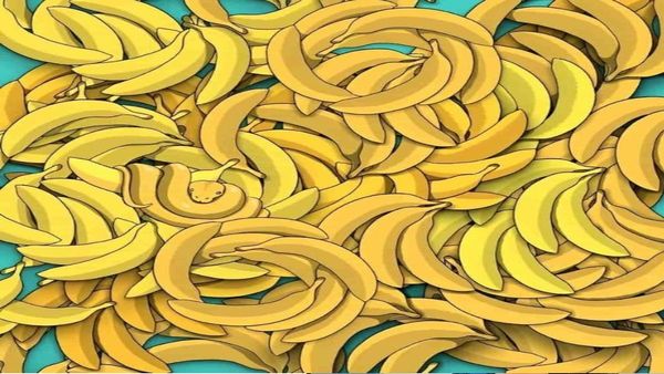 ఈ అరటి కాయల మధ్య ఉన్న పామును కనిపెట్టగలరా..?