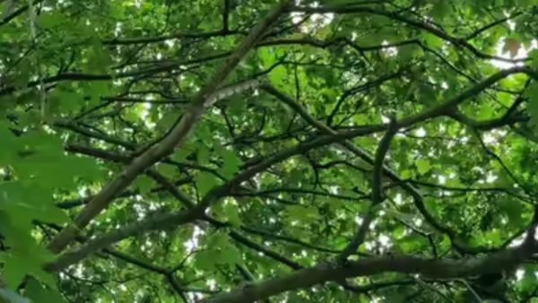 ఈ అందమైన చెట్టు కొమ్మల మధ్య ఉన్న పక్షిని కనిపెట్టగలరా..?