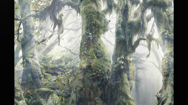 ఈ ఫోటోలో ఎన్ని జంతువులు ఉన్నాయో చెప్పగలరా..?