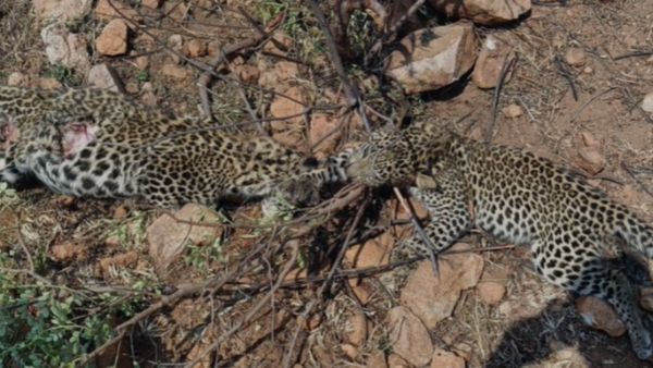 చిరుత రోదన: వేటగాళ్ల ఉచ్చుకు పసి ప్రాణం బలి..