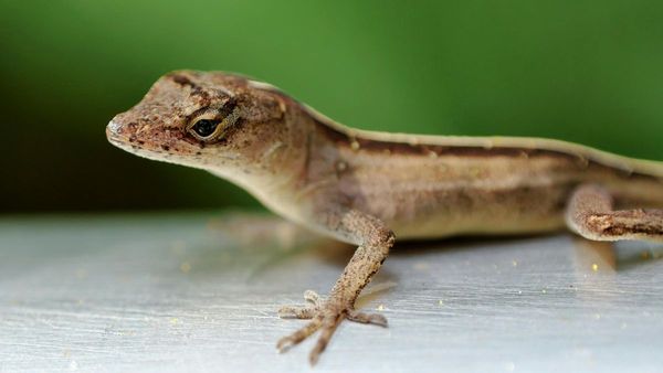 బల్లులు లేని దేశాలు ఇవే బ్రో.. ఎందుకో తెలుసా?