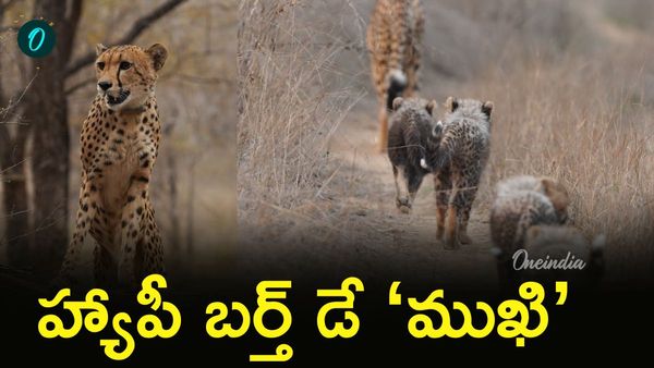 Mukhi: మన దేశంలోనే పుట్టి.. ఇప్పుడు అడవినే ఏలుతున్న ముఖి!