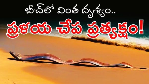 సముద్ర గర్భం నుంచి అశుభ సూచకం: ప్రళయ చేప ప్రత్యక్షం!