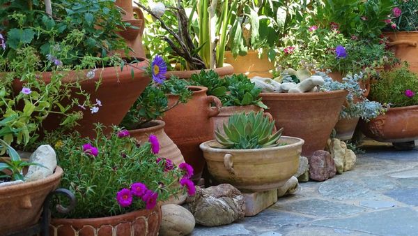 వాస్తు ప్రకారం సంపద కోసం ఇంట్లో పెంచాల్సిన 5 మొక్కలు ఇవే!