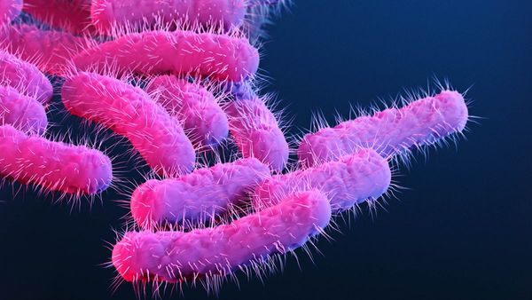 కొత్త వైరస్ మరణ మృదంగం: ‘షిగెల్లా’ సోకి మూడేళ్ల చిన్నారి బలి..