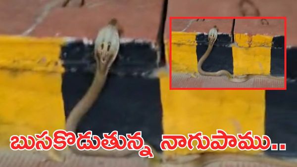 Video: ఎయిర్‌పోర్ట్‌లో పాములు.. ప్రయాణికులు షాక్