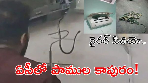 Snakes Video: బెడ్‌రూమ్ ఏసీలో ఐదు పాములు.. ఒళ్ళు గగుర్పొడిచే ఘటన.