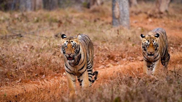 తడోబా పులి.. కళ్లు చెదిరే రాజసం. చూస్తే ఒళ్లు గగుర్పొడవాల్సిందే!