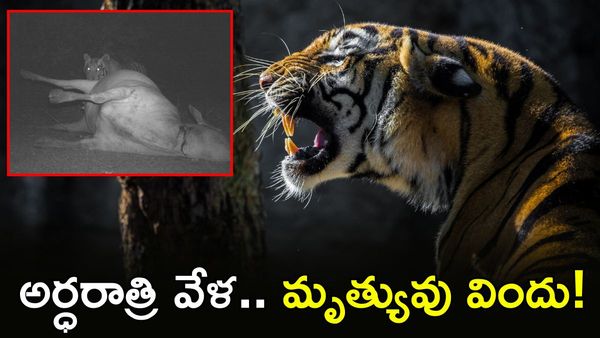 Viral Video: పీక్కు తింటున్న పెద్దపులి.. అర్ధరాత్రి వేట!