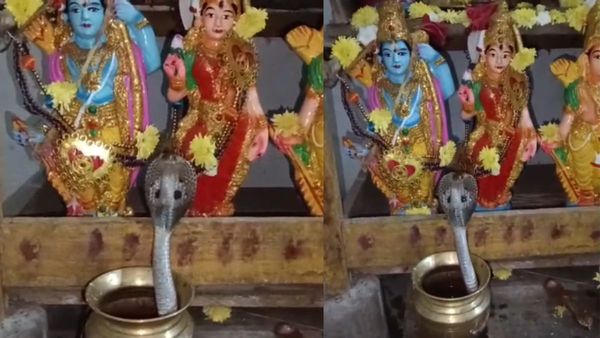 Video: పూజారి ఇంట్లో పూజ గదిలో.. పడగ విప్పి బుసలు కొడుతున్న కాలనాగు