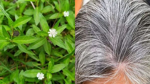 ఈ ఆకుతో ఒక్క రాత్రిలోనే మీ జుట్టు నల్లగా మారిపోతుంది