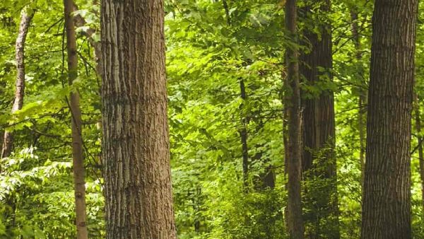 పచ్చని చెట్ల మధ్య దాగి ఉన్న తెల్లపామును చూశారా..?