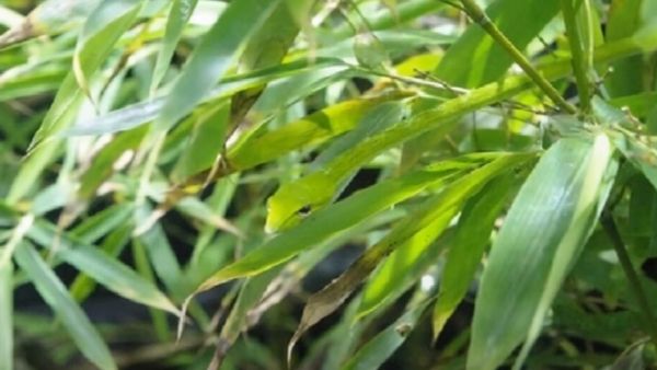 ఈ కొమ్మల మధ్య ఉన్న పచ్చని పామును చూశారా ?